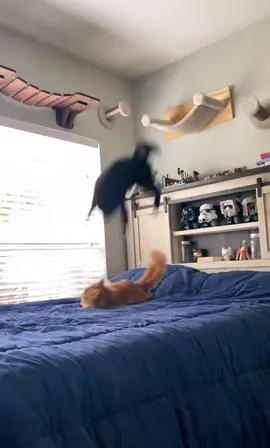 Still cant believe I got this 😂 #fyp #foryou #WWE #foryoupage #cat #funny #comedy #wrestling #cat