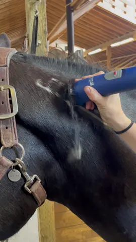 Shaving Badgers brand! Hes going to get clipped this week but I wanted to shave his brand. So satisfying ❤️ #equestrian #fyp #blmmustang #wildhorse #wildmustang #demandthebrand #adoptamustang #horsesoftiktok #satisfying #satisfyingvideo #fypシ #viral