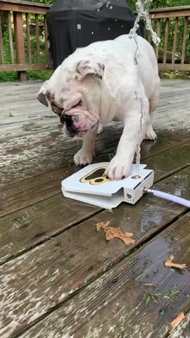 Yeah Buddy!! 🎧💦👊🏻 #fyp #foryou #foryoupage #dogsoftiktok #tiktokdogs