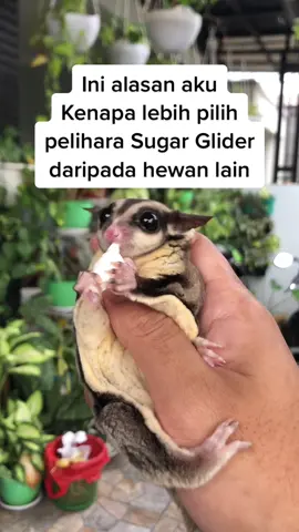 alesan kalian pelihara Sugar Glider apa?😋 #fyp #sugarglider #gliderpetties #FilmTeyvatIslands #foryou #beranda #tiktok
