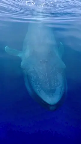 Leviathan: the Blue Whale! #whale #drone #beautifulnature