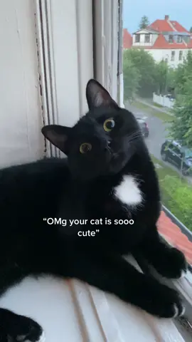 It’s honestly scary 🥲 #cat #funnycat