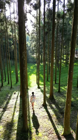 突然覺得自己好像韓劇中的女主角 這浪漫的場景太夢幻！💕🥰（.....請大家忽略我同手同腳的畫面🤣#tiktok #t#tiktoktraveltaiwan #台灣 #新竹 #新竹景點 #台灣景點 #森林