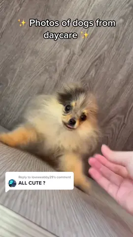 Replying to @loveeeabby29  Maybe not ALL the photos we take at daycare are cursed… #greenscreenvideo #greenscreen #fyp #dogtok #doggydaycare