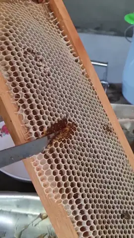 Colheita mel do cerrado.#meldeabelha #meldocerrado #colheitamel #apicultura #beekeeper #honeybee #honeycomb