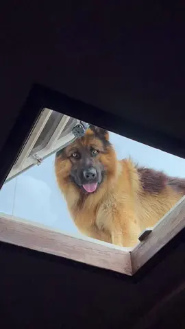 #germanshpehrd #dog #wolf #puppy #fyp