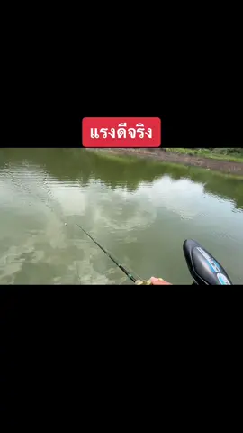จิ้งจอกแห่งสายน้ำ #กระสูบเขื่อนบางลาง