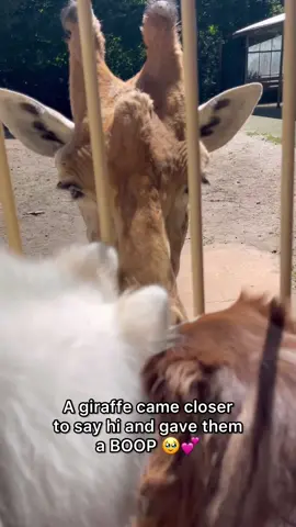 What a magical moment 🥹💕🦒 #dogsoftiktok #dog #fyp #foryou #pettok #animals