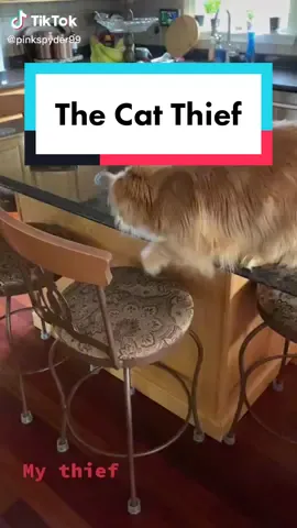 Hes a thief!! This is one my kittens (his name is Roary) who now lives with @pinkspyder99 #mainecoon #kittythief #redmainecoon #cattent