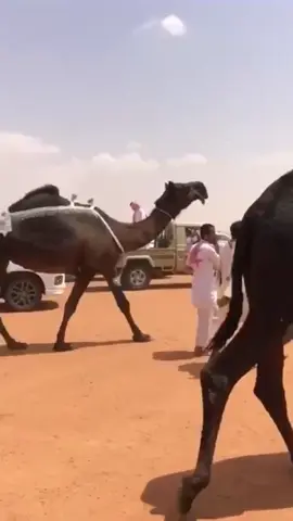 #خنوف_ابن_لبدان #اكسبلور #المجاهيم #الظفرة#الصياهد