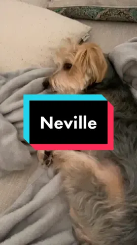 #greenscreen #nevillelongbottom #morkiesoftiktok #FilmTeyvatIslands