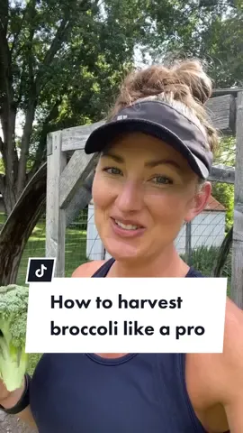 Broccoli can be tricky to know when is the right time to pick it. Here’s my best tips so you can harvest like a pro! #viral #broccoli #harvest2022 #howtogrowfood #growingbroccoli #gardeninghacks
