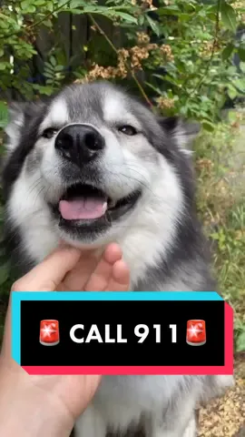 This is the dog who regularly LEAPS over fences at the dog park. 🐺🙄😅🥰 #siberianderpskies #siberianhuskies #siberianhusky #husky #huskiesoftiktok #dogsofttiktok #huskies