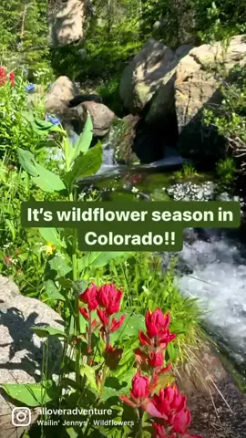 Which will you hike first? #naturegirls #naturegirlsummer #adventuresforthesoul #outdoorsyoutfits #outdoorsyaf #adventureswithme #adventuresforever #neaturelover #wildflowerseason #wildflowers🌼✨ #wildflowerscenes #wildflowerhike #wildflowerhikes #hikesincolorado #coloradohikes #coloradohikers #coloradohiker