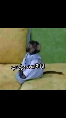 قوم اعمل زي اللي عمله 👻🤣#سلطان_زمانه #الصمت_لغة_العظماء #اكسبلور