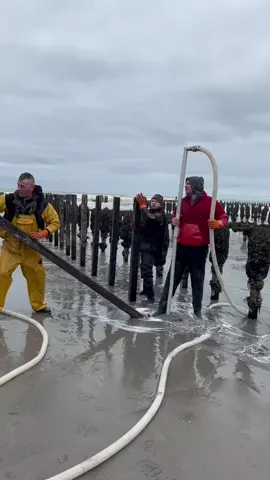 Pas de moules sans planter les bouchots au préalable #moules #mytiliculteur #mytiliculture #cotedopale #moulesdebouchot