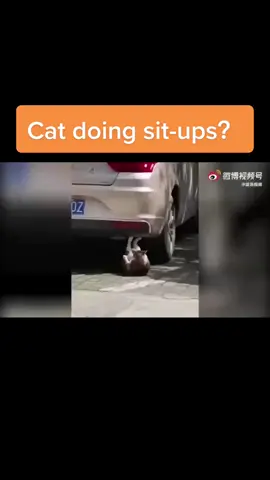 A video of a #cat doing sit-ups with its #feet on a #car has gone viral. #kitty #funny #pet #animals #cutecat #workout #China