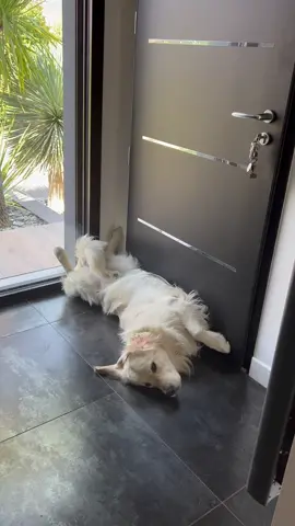 Tranquille Emile 🤣 #goldenretriever #fyp #foryou #pourtoi