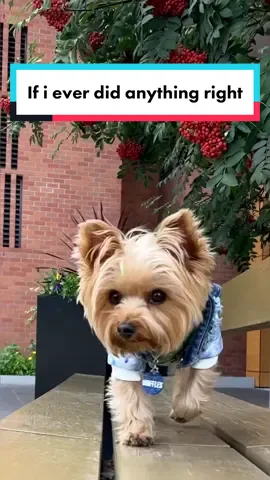 He is my fur baby ❤️ #ifieverdidanythingright #furbaby #yorkyterrier #dogsoftiktok
