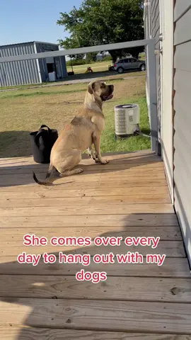 #notmydog #everyday