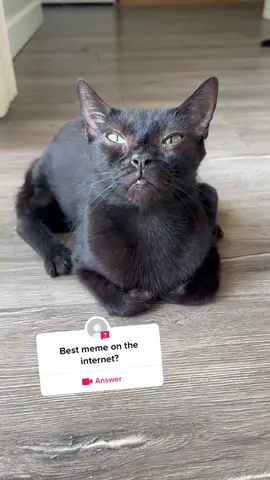 #answer to @Shaggy Rogers House Of Memes  Is that me? #catmeme #cursedcat #beautifulcat #blackcats