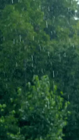 Enjoy this Afternoon Rain.#rain #relaxingrain #rainforsleeping #rainvideos #rainforsleep