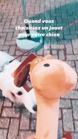 ⚠️🤣 #goldenretriever #fyp #foryou #pourtoi