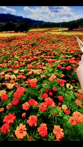 #صباحكم_أحلى_صباح #لايك__explore___ #سامح_الفنان🌹❤️