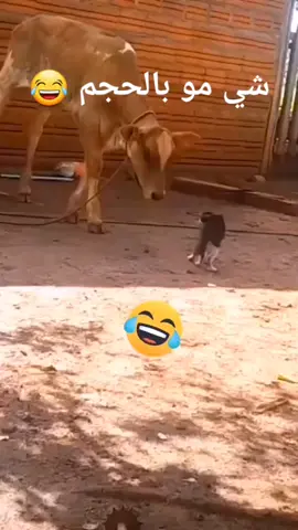 قطع قلب العجل ههههه #اضح #اضحك_ولاتحط_ببالك #مضحك##مضحك😂 #مضحكه_جدا_كوميدية_ #ترند_الصعيد