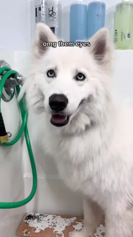 #doggrooming #husky #shedding #samoyed