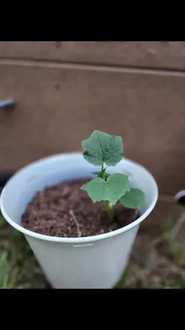 Since they are still alive #watermelonsugar