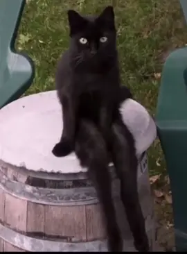 #dontlookaway #angelsinging #creepy #creepy tok #ShowUrGrillSkillz #FilmTeyvatIslands #creepycat #catswinginglegs #fyp