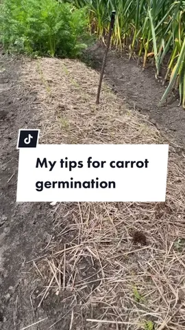 Carrot germination can be tricky, espeically in the summer! Here are my beat tips for successful germination. #growingcarrots #germinatingseeds #howtogrowfood #gardeninghacks #julygarden #fyp