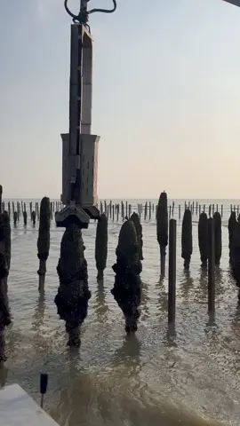 Cueillette des moules de bouchot a la machine dite « pecheuse » ou « ceuilleuse ». Bouchot mussels harvest #mussels