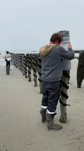 Mise en place d’un premier filet pour que les moules se repatissent bien sur le pieux. Moules de bouchot De la Côte d’opale. #mussels #moulesdebouchot
