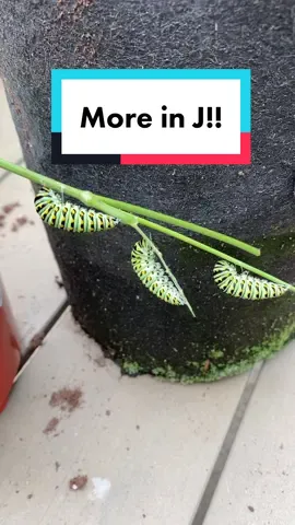Lots of #easternblackswallowtail #caterpillars are about to pupate inyo their #chrysalis before eclosing into a #butterfly #butterflies #butterflytiktok #nature #pollinators #garden #butterflygarden #gardening