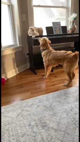 How to Play with Cats. An original by Maple. #fyp #dogsandcats #catsanddogs #dogsoftiktok #catsoftiktok #cats #dogs #goldenretrieverlife #goldenretriever #polydactylcat #orangecat #catswiththumbs #waffles #maple #puppy