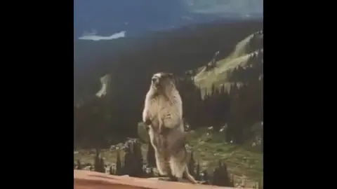 - Esquilo Gritando é o quê  Meme