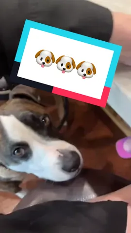 Never alone for a meal 🐶 #dogsoftiktok #pitbulllove #pitbullpuppy #creeperdog #pittysoftiktok #pittyvideos #pittypuppy