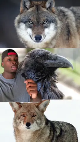 Am I the only one who thinks coyotes should get more love, at least he has his badger buddy #wolf#raven#coyote#LearnOnTikTok#animals