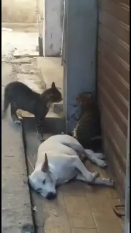 #fy #fyp #viral #vaiprofycaramba  #cachorro #gato #susto