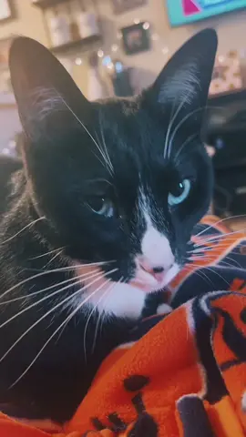 Obsessed  with him #catsoftiktok