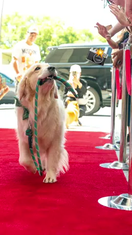 The red carpet legend. 📸: @Sarah DeRemer Dream comes true @weratedogs #goldenretriever #redcarpet #dogsoftiktok