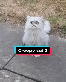 Wilfred warrior the creepy cat.....credit: wilfredwarrior.....#fypdongggggggg #fypシ #fyp #catsoftiktok #kitty #kucing #cat #kucingtiktok #oyen #kucinglucu