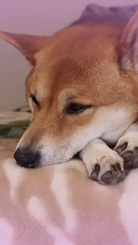 She'd mid at best #shiba #shibainu #snowdogs #snowdog #TextToSpeech #davidattenborough #dog #dogsoftiktok #fyp