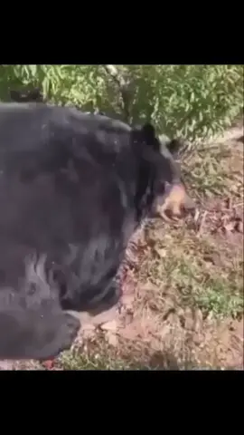 #bear #apple #nomnom