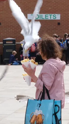 Animals stealing food #seagulls #animalattack #food #outsideeating #yorkshire #fishandchips #whitby