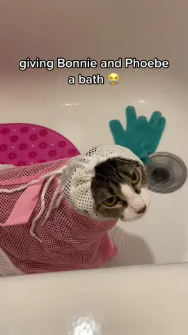 Phoebe is too much she even screams when i shower 😂 #catsoftiktok #cattok #cats #catbath #amazoncatfinds #catbathbag #fyp #foryoupage