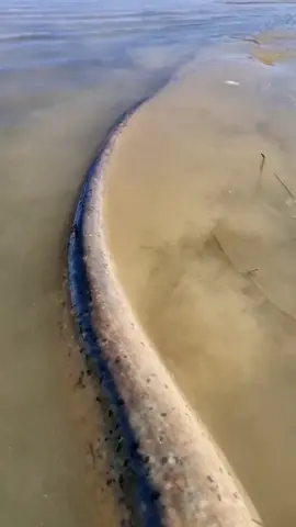 🔥🔥🙂#catfish #sum #siluro #wedkarstwo #fishing #pesca #predatorfish #monsterfish #rivergishing #spinfishing #deporte #sports