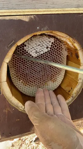 #عسل🍯 #طلح #شمع #شهد #نحل #فيافي_نجد #القصيم #بريده #مناحل_خالد_الدغيري_للعسل_البري